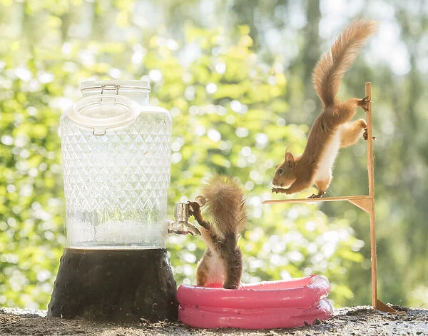 Red Squirrels in a water pool