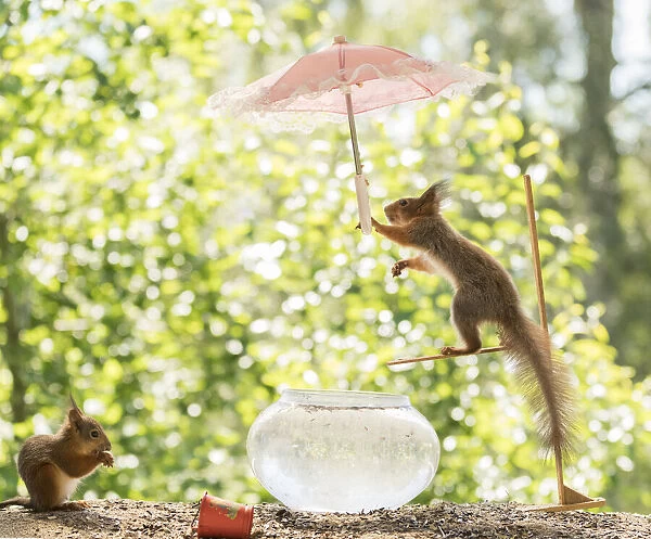 Red Squirrels with water, umbrella, bowl and diving board;