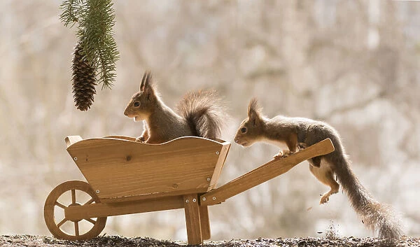 Red Squirrels with and in a wheelbarrow