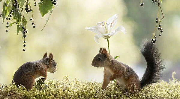 Red Squirrels with a white lily