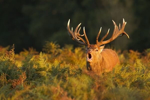 Red Stag - bellowing during rutting season - Bushy Park - London - England
