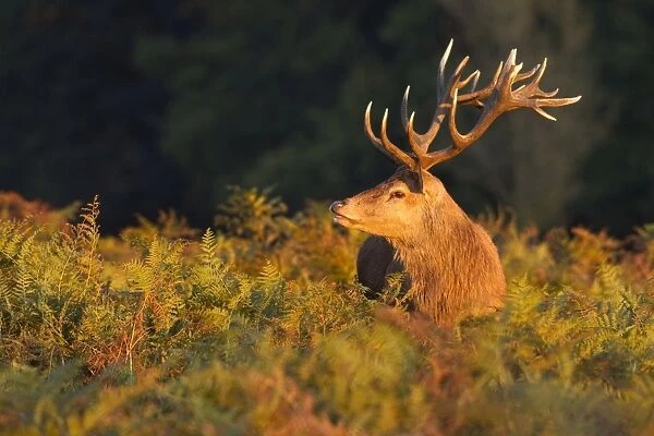 Red Stag - sniffing air during the rut - Bushy Park - London - England