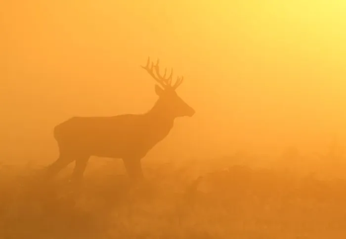 Framed Print : Red Stag - at sunrise in atmospheric conditions - Bushy Park - London - England Framed Print : Red Stag - at sunrise in atmospheric conditions - Bushy Park - London - England
