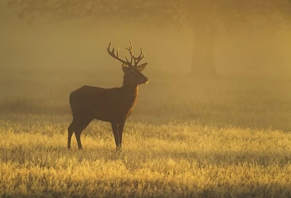 Red Stag - at sunrise on a beautiful atmospheric morning - Bushy Park - London - England