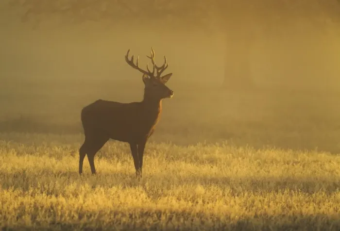Framed Print : Red Stag - at sunrise on a beautiful atmospheric morning - Bushy Park - London - England Framed Print : Red Stag - at sunrise on a beautiful atmospheric morning - Bushy Park - London - England