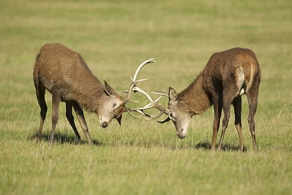 Red Stags - practicing rutting during the rut season - Bushy Park - London - England