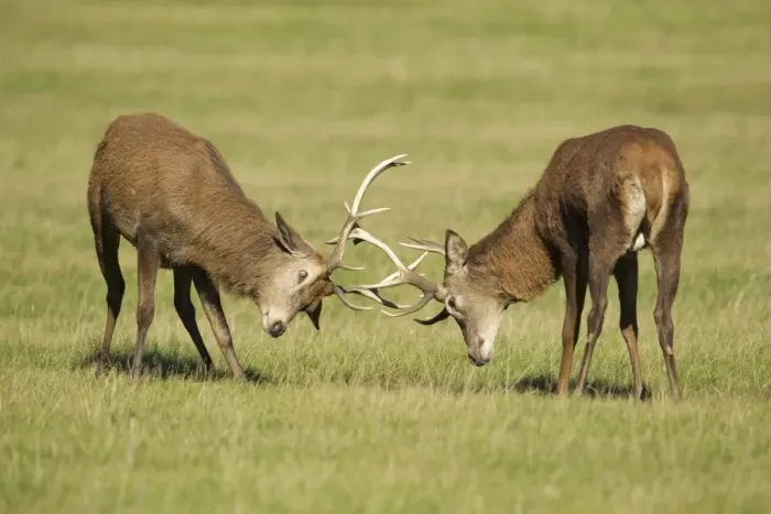 Framed Print : Red Stags - practicing rutting during the rut season - Bushy Park - London - England Framed Print : Red Stags - practicing rutting during the rut season - Bushy Park - London - England