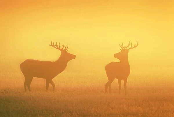 Red Stags - at sunrise in atmospheric conditions - Bushy Park - London - England