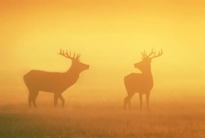 Framed Print : Red Stags - at sunrise in atmospheric conditions - Bushy Park - London - England Framed Print : Red Stags - at sunrise in atmospheric conditions - Bushy Park - London - England