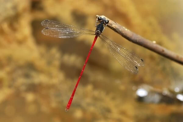 Red Stalk-winged damselfly San Cipriano Reserve, Cauca, Colombia