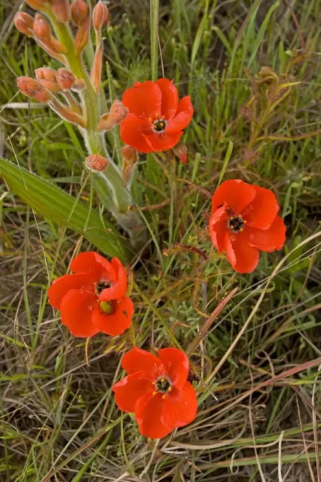 Framed Print : Red Sundew - Darling, South Africa Framed Print : Red Sundew - Darling, South Africa
