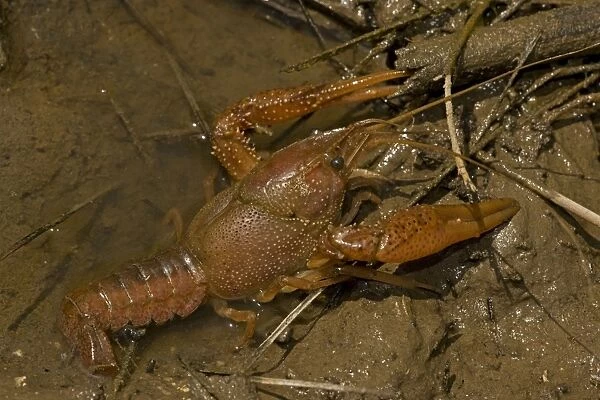 Red Swamp Crawfish (Crayfish) - Louisiana - Important food item - commercially harvested - native to Southeastern US - introduced widely elsewhere