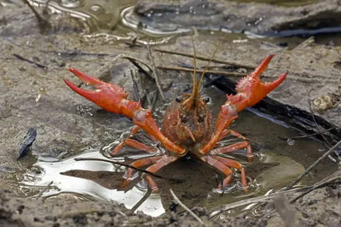 Framed Print : Red Swamp Crawfish(Crayfish) - defensive display - Important food item - commercially harvested - native to Southeastern US - introduced widely elsewhere - Louisiana Framed Print : Red Swamp Crawfish(Crayfish) - defensive display - Important food item - commercially harvested - native to Southeastern US - introduced widely elsewhere - Louisiana