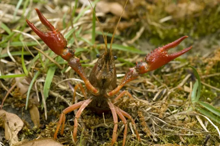 Framed Print : Red Swamp Crawfish(Crayfish) - defensive display - Important food item - commercially harvested - native to Southeastern US - introduced widely elsewhere - Louisiana Framed Print : Red Swamp Crawfish(Crayfish) - defensive display - Important food item - commercially harvested - native to Southeastern US - introduced widely elsewhere - Louisiana