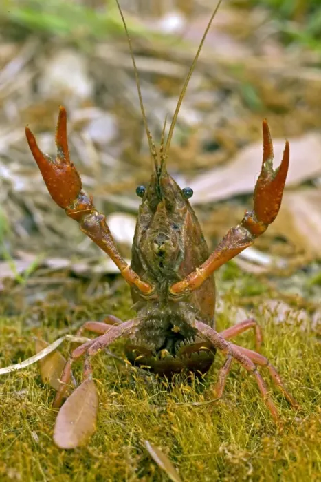 Framed Print : Red Swamp Crawfish(Crayfish) - defensive display - Important food item - commercially harvested - native to Southeastern US - introduced widely elsewhere - Louisiana Framed Print : Red Swamp Crawfish(Crayfish) - defensive display - Important food item - commercially harvested - native to Southeastern US - introduced widely elsewhere - Louisiana