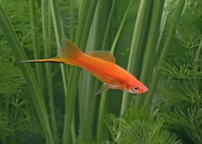 Framed Print : Red swordtail – male side view - tropical freshwater – Central America 002569 Framed Print : Red swordtail – male side view - tropical freshwater – Central America 002569