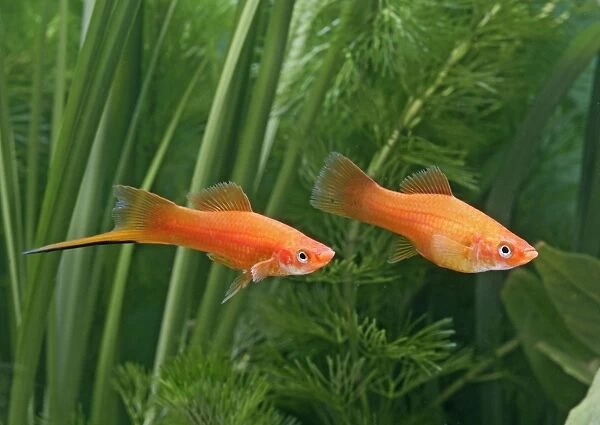 Red swordtail – pair side view - tropical freshwater – Central America 002576