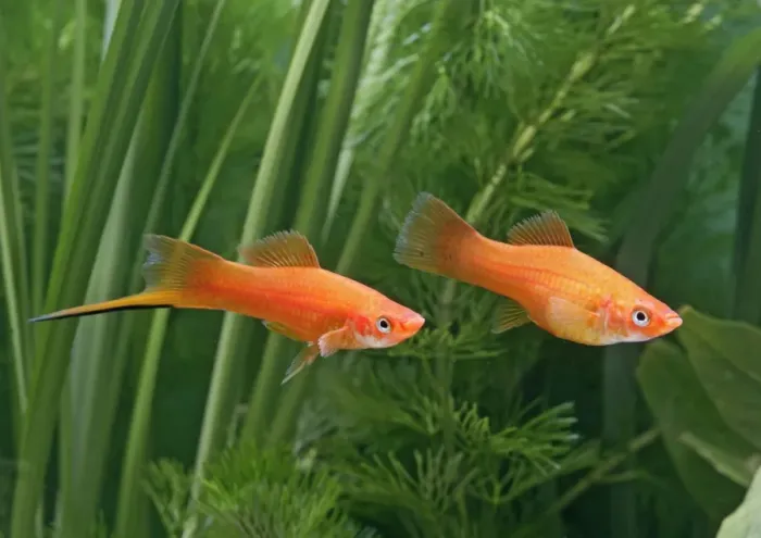 Framed Print : Red swordtail – pair side view - tropical freshwater – Central America 002576