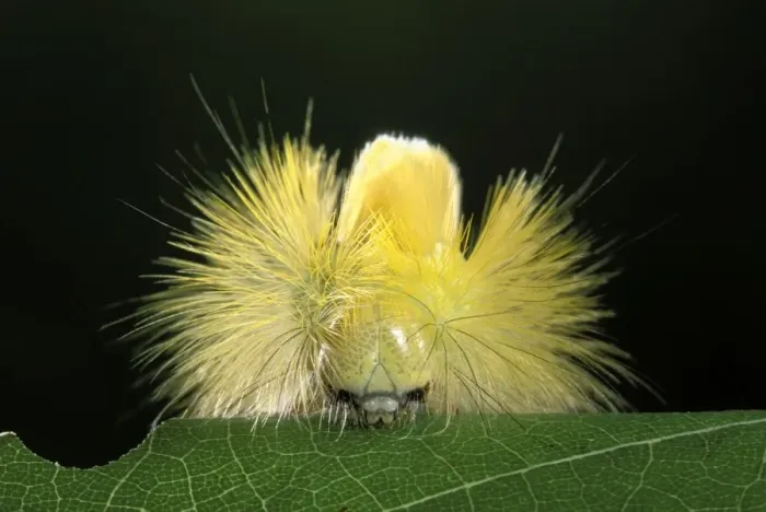 Framed Print : Red Tail Moth - head of a caterpillar spike with its prickly hair Framed Print : Red Tail Moth - head of a caterpillar spike with its prickly hair