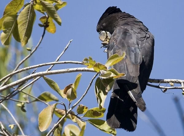 Red-tailed Black-Cockatoo Common across the north and southwest of Australia but rare elsewhere. Inhabits forests and woodlands and open areas with trees. Often in large flocks. A male at Manning Gorge, Kimberley, Western Australia