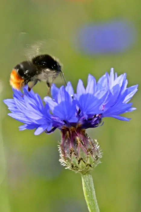 Framed Print : Red-tailed Bumblebee and Cornflower (Centaurea cyanus) bumblebee approaching cornflower in flight Baden-Wuerttemberg, Germany Framed Print : Red-tailed Bumblebee and Cornflower (Centaurea cyanus) bumblebee approaching cornflower in flight Baden-Wuerttemberg, Germany