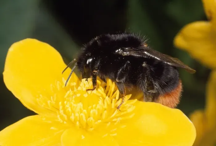 Framed Print : Red-tailed Bumblebee - on Marsh Marigold flower - UK Framed Print : Red-tailed Bumblebee - on Marsh Marigold flower - UK