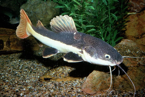 Red-tailed Catfish Amazon River basin, Brazil