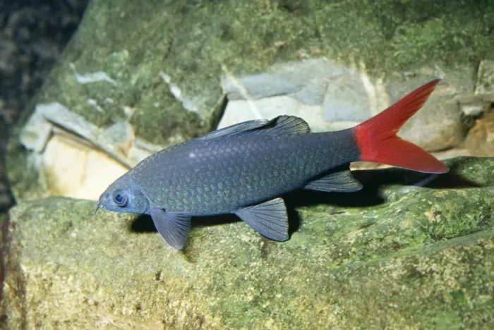 Framed Print : Red-tailed Catfish Asia