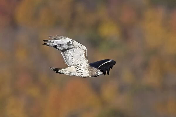Red-tailed Hawk. Adult. CT in October - USA