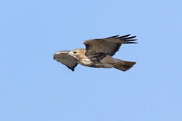 Red-tailed Hawk - adult in flight