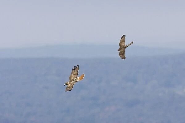 Red-tailed Hawk - adult being harrassed by juvenile Cooper's Hawk. USA