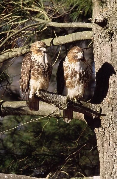 Red-tailed Hawk - adult pair Westport, Connecticut, USA