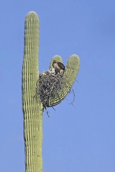 Red-tailed Hawk - With chicks at nest. Arizona USA
