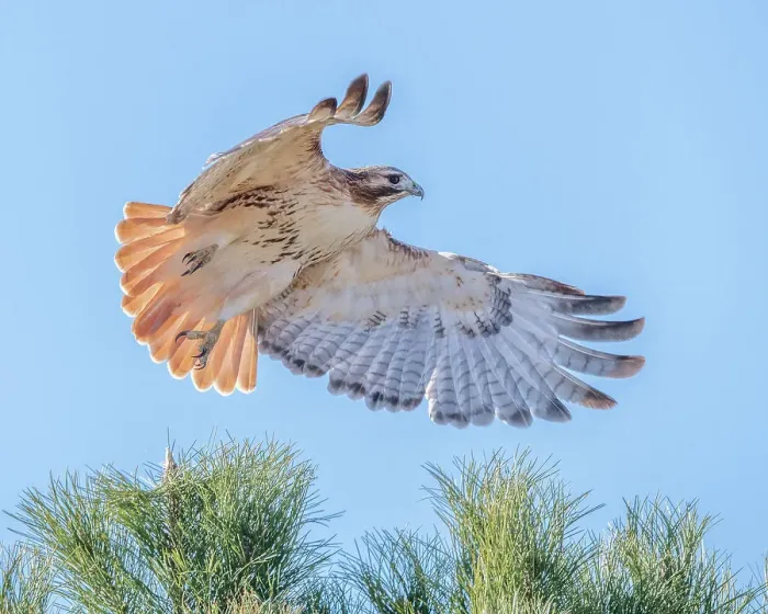 Framed Print : Red-tailed hawk clipping the trees Date: 06-12-2020 Framed Print : Red-tailed hawk clipping the trees Date: 06-12-2020