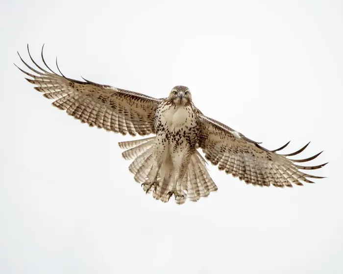 Framed Print : Red-tailed hawk doing a fly by Date: 01-01-2021 Framed Print : Red-tailed hawk doing a fly by Date: 01-01-2021