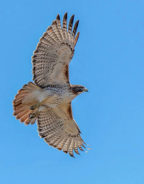 Red-tailed hawk doing a fly by Date: 30-11-2020