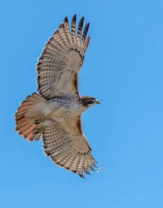 Framed Print : Red-tailed hawk doing a fly by Date: 30-11-2020 Framed Print : Red-tailed hawk doing a fly by Date: 30-11-2020