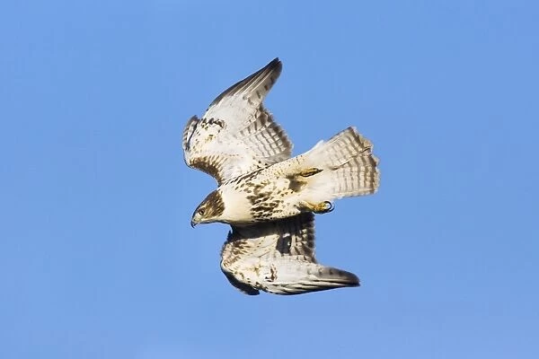 Red-tailed Hawk - in flight