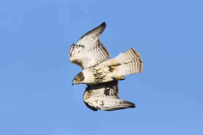 Framed Print : Red-tailed Hawk - in flight Framed Print : Red-tailed Hawk - in flight