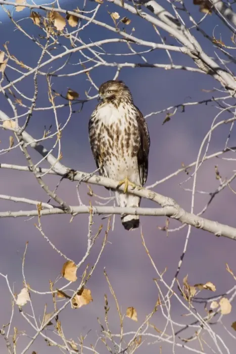 Framed Print : Red-tailed Hawk - Immature Framed Print : Red-tailed Hawk - Immature