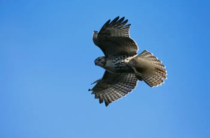 Framed Print : Red-tailed Hawk Juvenile in flight, USA Framed Print : Red-tailed Hawk Juvenile in flight, USA