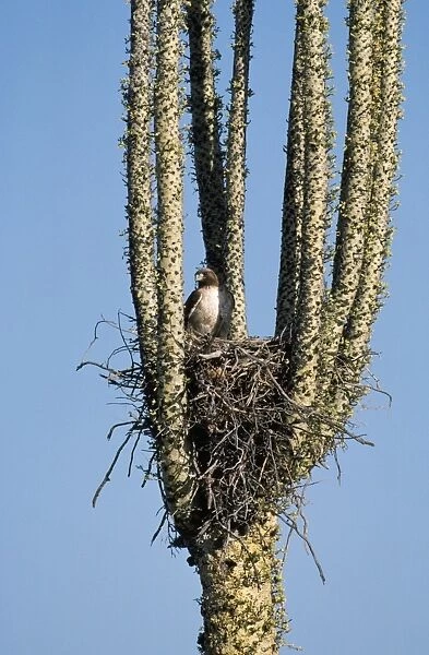 Red-tailed Hawk - nest in Boojum Tree (Idria columnaris) Baja California, USA