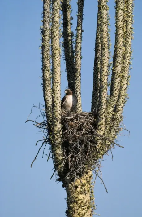 Framed Print : Red-tailed Hawk - nest in Boojum Tree (Idria columnaris) Baja California, USA Framed Print : Red-tailed Hawk - nest in Boojum Tree (Idria columnaris) Baja California, USA