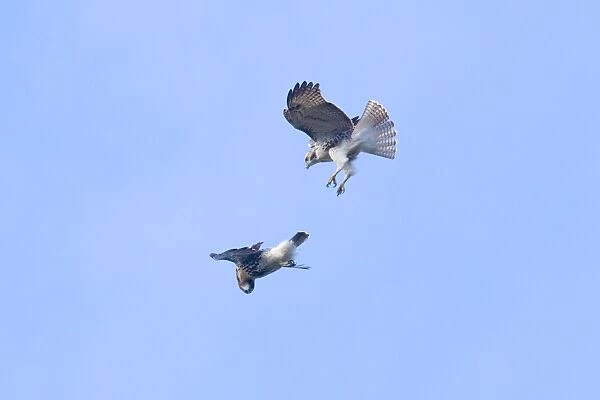 Red-tailed Hawks in flight, Buteo jamaicensis. 2 immature birds playing in updraft. October in CT