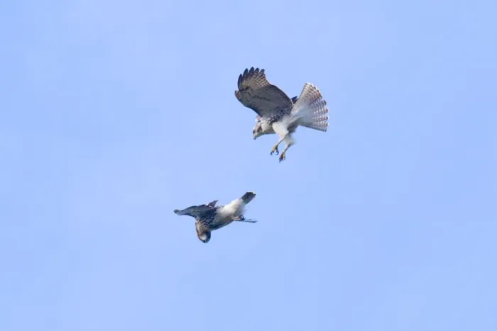 Framed Print : Red-tailed Hawks in flight, Buteo jamaicensis. 2 immature birds playing in updraft. October in CT