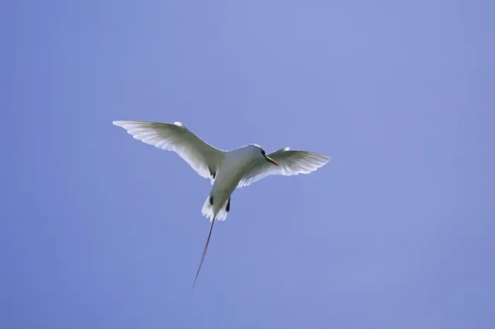 Framed Print : Red Tailed Tropicbird - Display Flight Midway island, Pacific Ocean BI006898 Framed Print : Red Tailed Tropicbird - Display Flight Midway island, Pacific Ocean BI006898