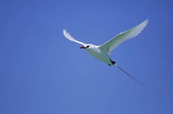 Red Tailed Tropicbird - In Flight Midway island, Pacific Ocean BI006900