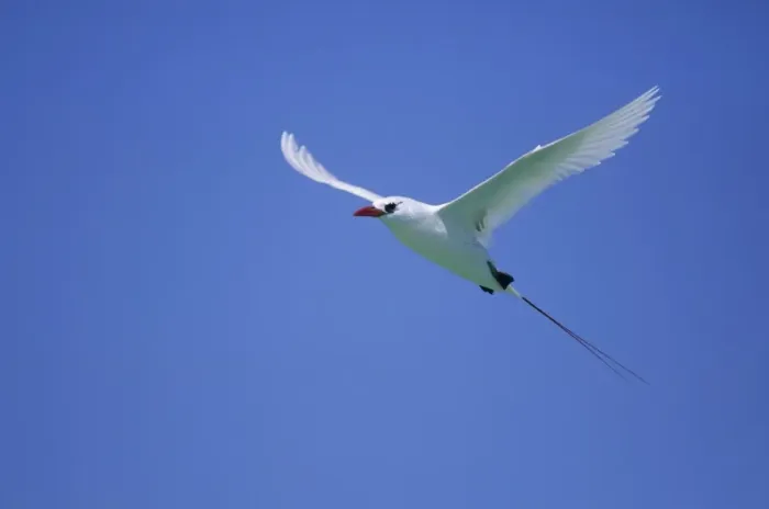 Framed Print : Red Tailed Tropicbird - In Flight Midway island, Pacific Ocean BI006900 Framed Print : Red Tailed Tropicbird - In Flight Midway island, Pacific Ocean BI006900