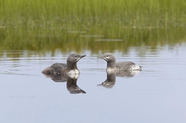 Red Throated Diver - Two Chicks - Shows one more mature than the other Gavia stellata Finland BI014917