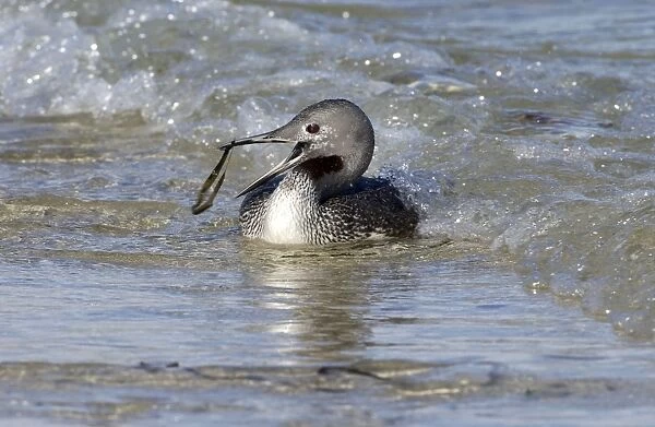 Red-throated Diver - Fishing in sea, but catches seaweed. October Isles of Scilly, UK